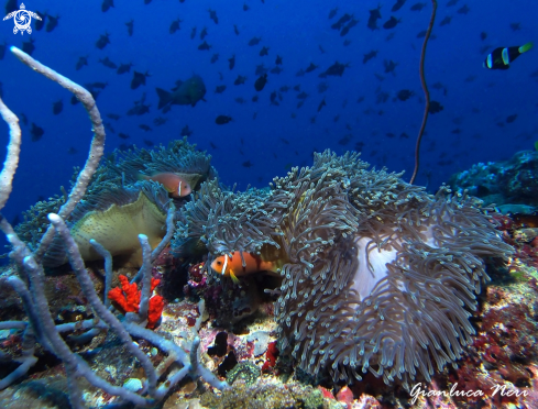 A Clownfish