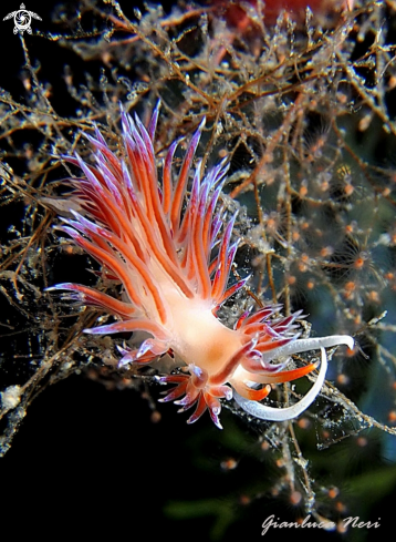 A Cratena peregrina | Cratena peregrina