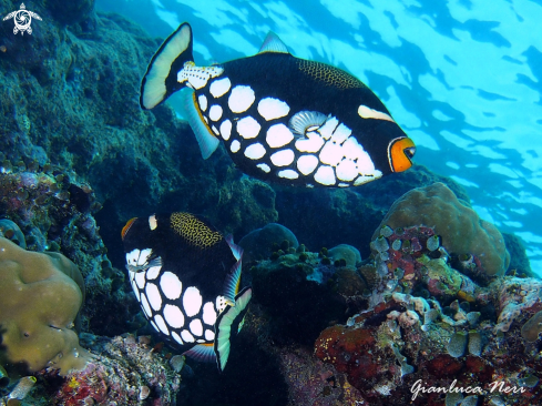 A Balistoides conspicillum | Clown triggerfish