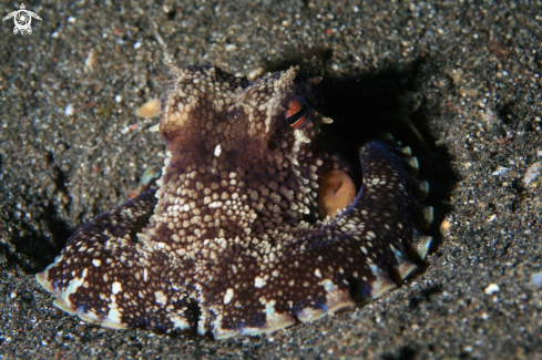 A octopus