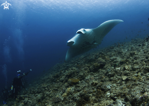 A Manta birostris | Manta Ray