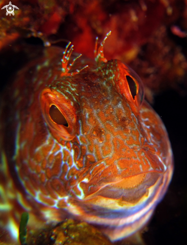 A parablennius pilicornis | blenny