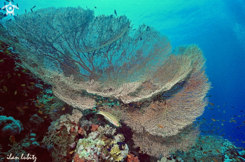 A Gorgonian 