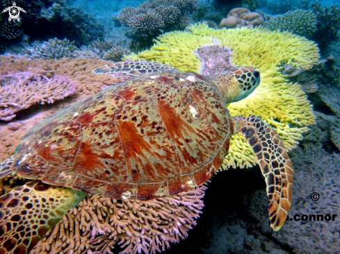 A Chelonia Mydas | Tortue Verte