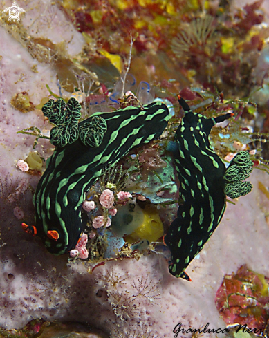 A Nudibranch