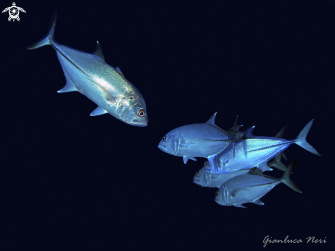 A Caranx sexfasciatus | Bigeye trevally