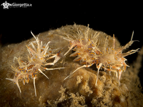 A tiger shrimp - Phyllognathia ceratophthalmus