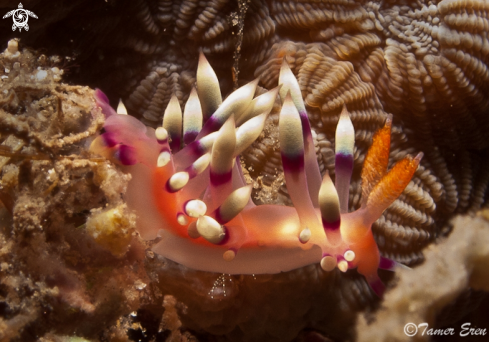 A Flabellina Exoptata |  Nudibranch