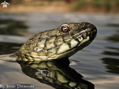 A Natrix tessellata | Vodena zmija Ribarica / Water snake - Ribarica.