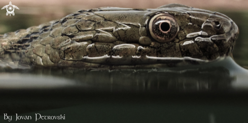 A Natrix tessellata | Vodena zmija Ribarica / Water snake - Ribarica.