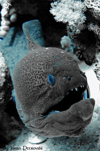 A Murina / Moray_eel.