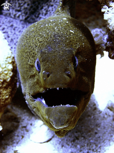 A Murena helaena | Murina / Moray_eel.