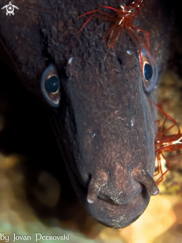 A Murena helaena | Murina / Moray_eel.