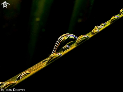 A Phragmites communis | Lakeland magic! ;)