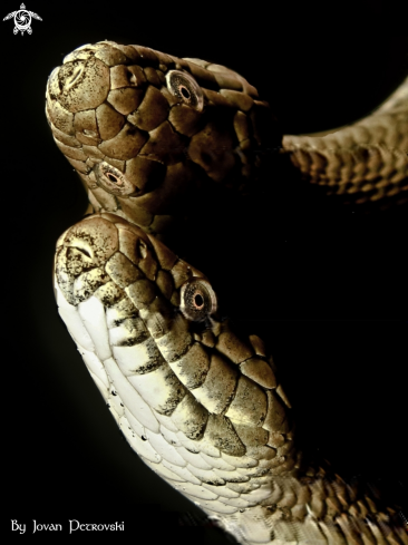 A Natrix tessellata | Vodena zmija Ribarica / Water snake - Ribarica.