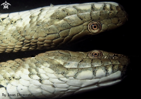 A Natrix tessellata | Vodena zmija Ribarica / Water snake - Ribarica.