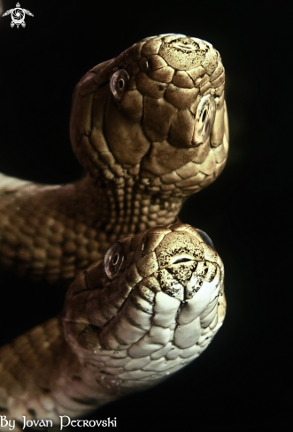 A Natrix tessellata | Vodena zmija Ribarica / Water snake - Ribarica.