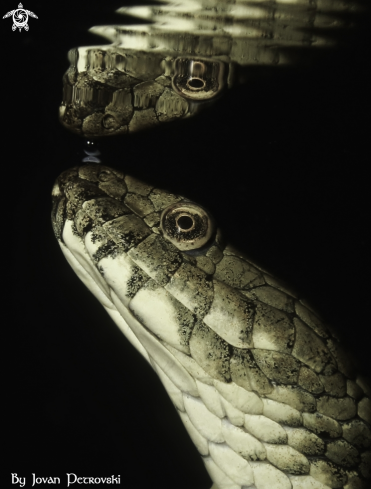 A Natrix tessellata | Vodena zmija Ribarica / Water snake - Ribarica.