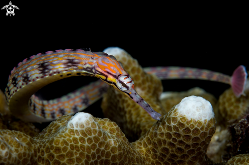 A pipefish