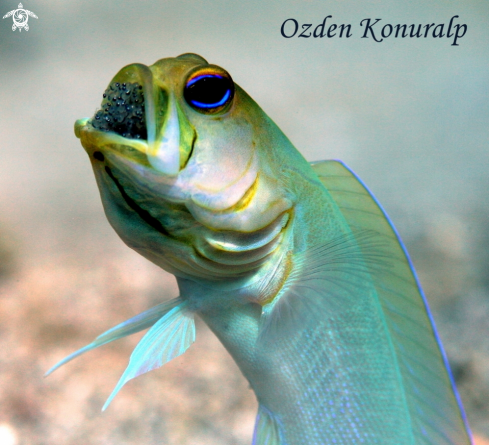 A Opistognathus aurifrons | Yellowhead Jawfish - Male 