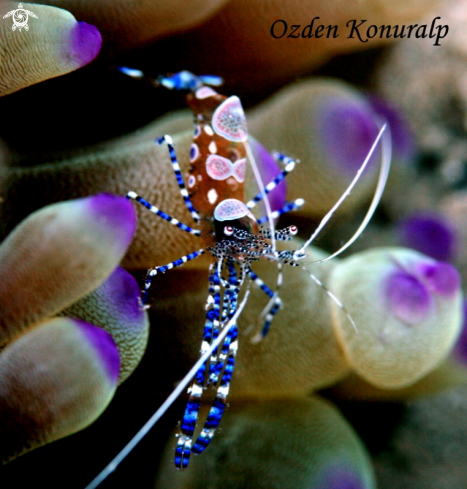 A Periclimenes yucatanicus  | Spotted Cleaner Shrimp 