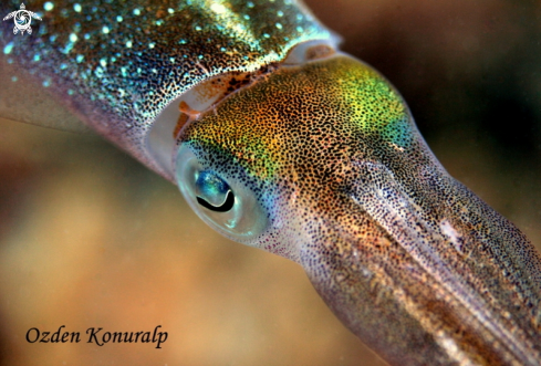 A Caribbean reef squid 