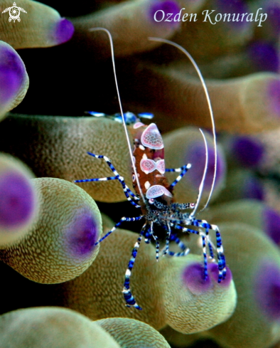 A Periclimenes yucatanicus  | Spotted Cleaner Shrimp 