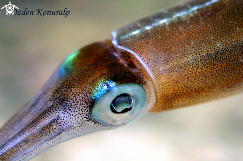 A Caribbean reef squid 