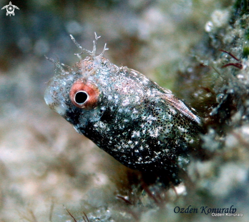 A Acanthemblemaria aspera  | roughhead blenny / male