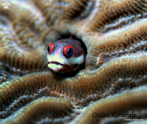 A Spot Jaw Blenny 