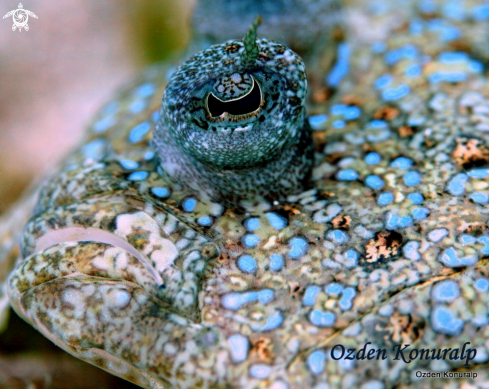 A Bothus lunatus | peacock flounder