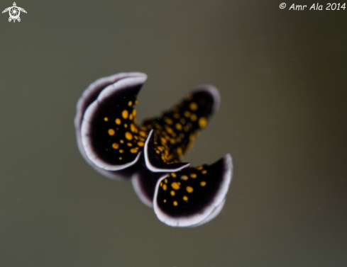 A Flatworm