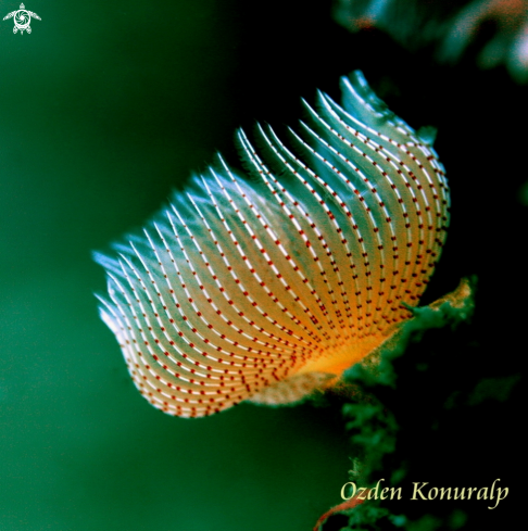 A Red-Spotted Horseshoe Worm