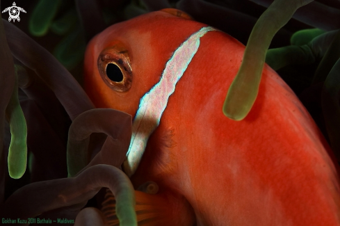 A Anemonefish