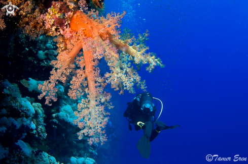 A Soft Coral Reef