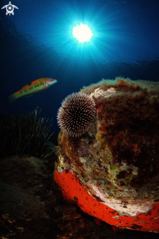 A Spaerechinus granularis (riccio) & Thalassoma pavo (pesce) | Riccio imperiale con Pesce cavaliere o Donzella pavonina