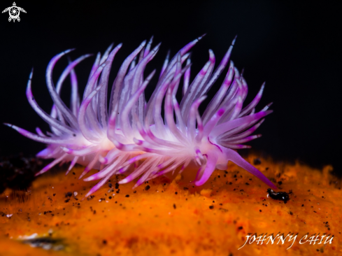 A NUDIBRANCHIA