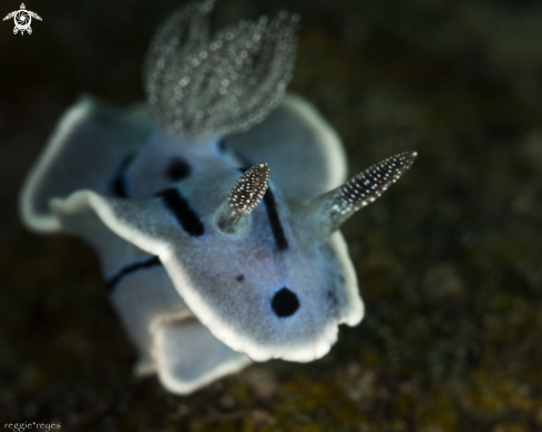 A Chromodoris Willani