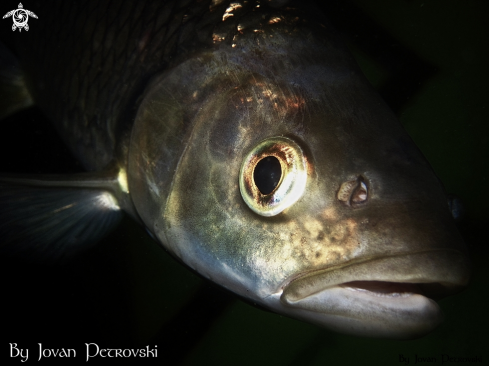 A  Leuciscus cephalus | Klen / Chub.