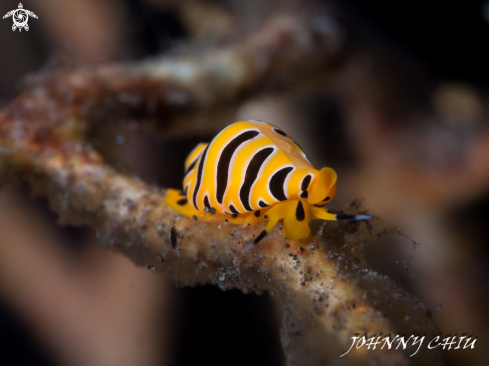 A Crenavolva tigris | Tiger egg cowrie