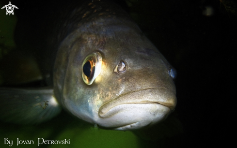 A  Leuciscus cephalus | Klen / Chub.