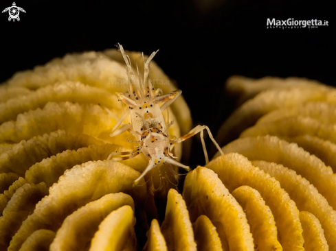 A tiger shrimp - Phyllognathia ceratophthalmus