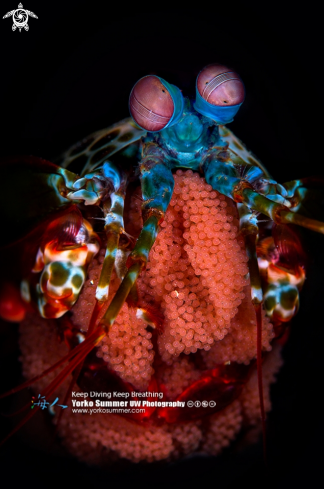 A Peacock Mantis Shrimp