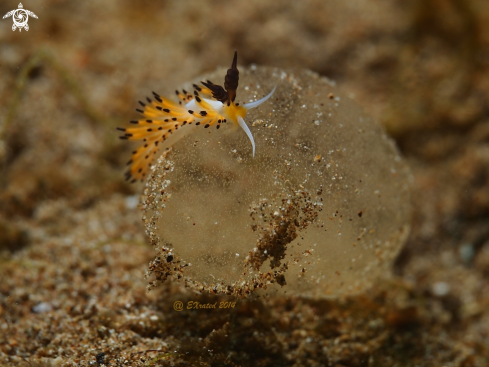 A Nudibranch