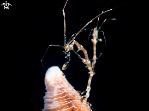 A Skeleton shrimp | Skeleton shrimp