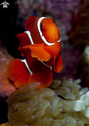 A Spinecheek Anemonefish