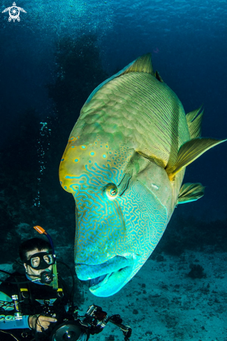 A Humphead wrasse, 