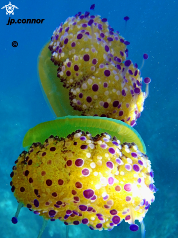 A Cotylorhiza tuberculata | Cassiopea mediterranea