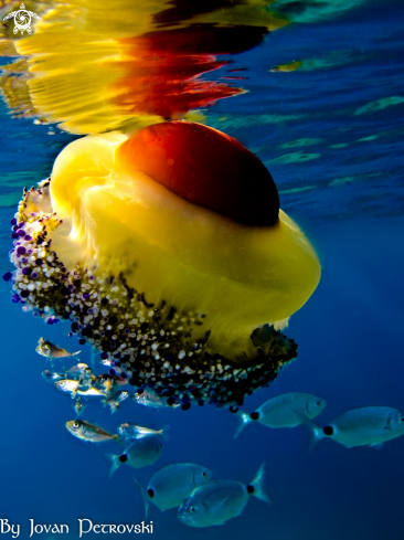 A  Jellyfish