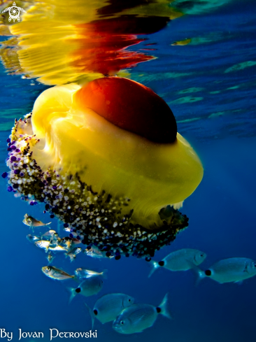 A Cotylorhiza tuberculata |  Jellyfish